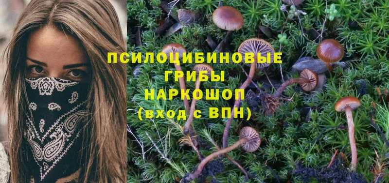 Галлюциногенные грибы Psilocybe  Карасук 